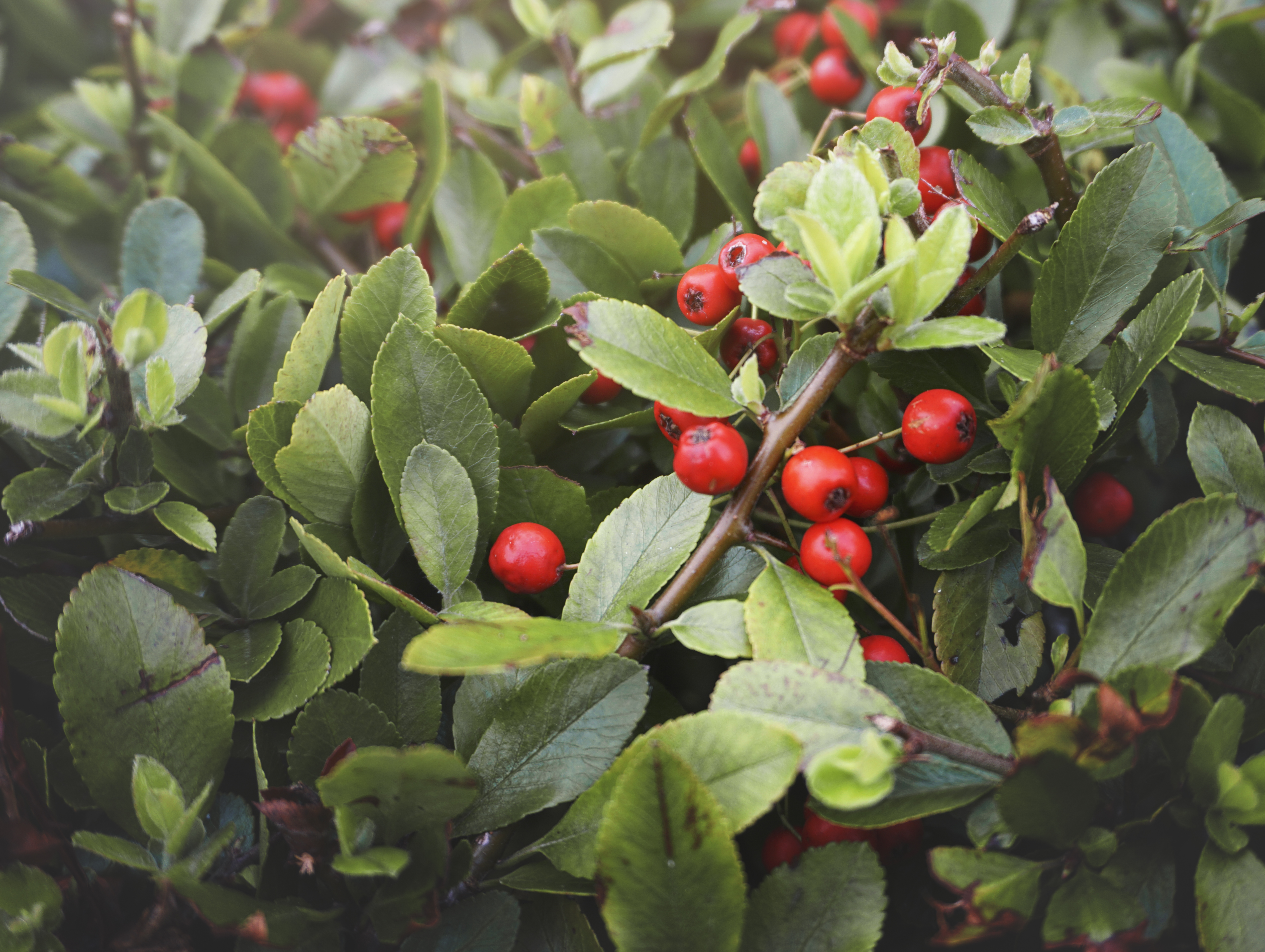 Плодовые Кустарники