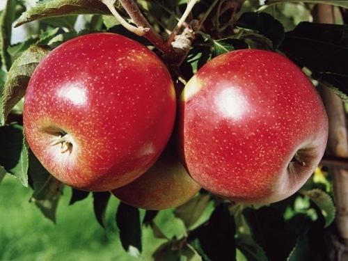 Яблоня Джонаголд Декоста