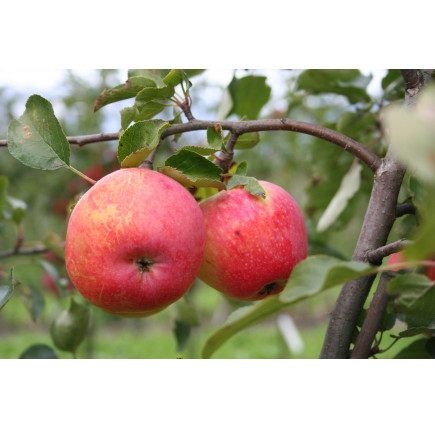Яблоня Канадская