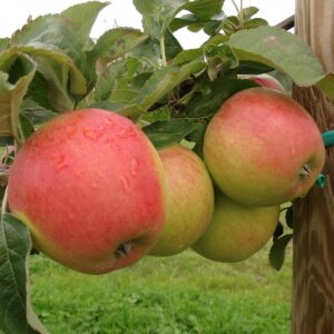 Яблоня Пинова