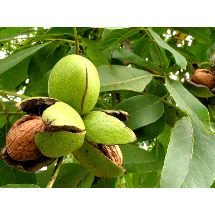 Грецкий Орех Пинский