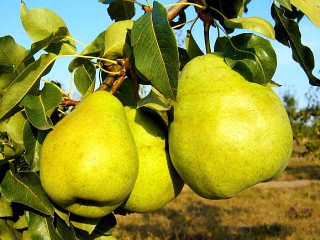Груша Бланка