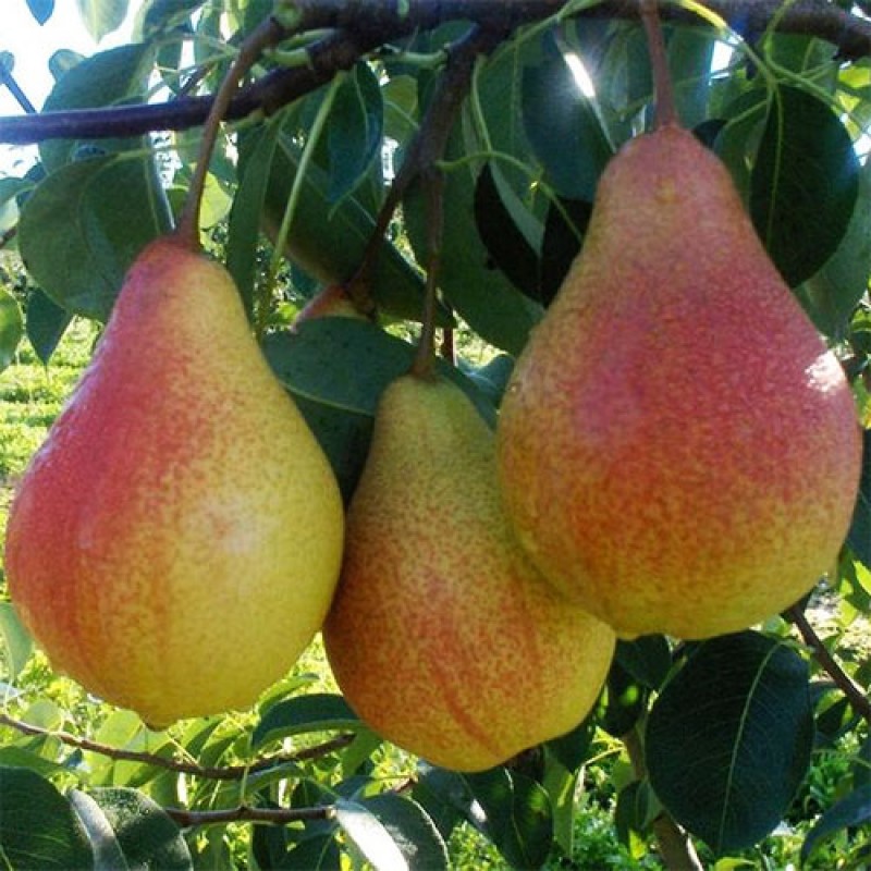 Груша Любимица Клаппа