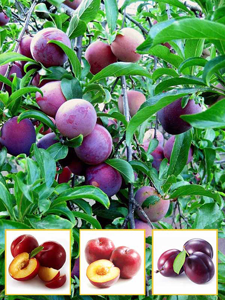 Слива многосортовая(трехсортовая) Оцарк Премьер-Голливуд-Ред Хард