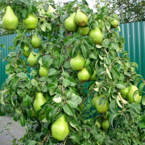 Груша колоновидная Огни Москвы