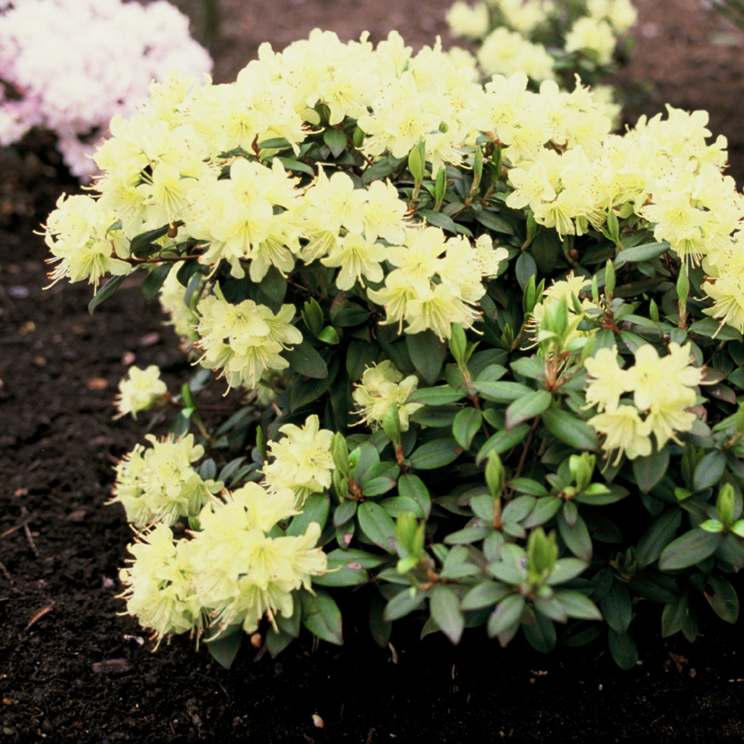 Рододендрон Гибридный Голдинетта(Goldinetta)