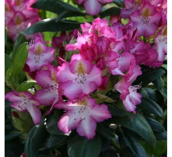 Рододендрон Гибридный Джунифе(Junifee)