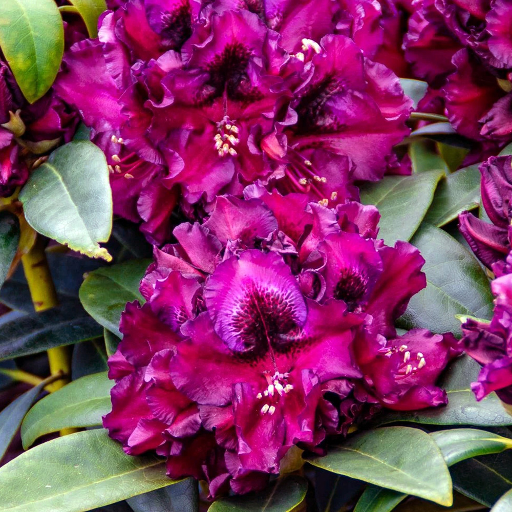 Рододендрон Гибридный Драматик Дарк(Dramatic Dark)