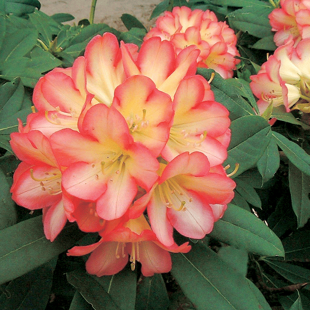 Рододендрон  Гибридный Роберт де Белдер(Robert de Belder)