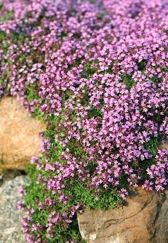 Тимьян Малый