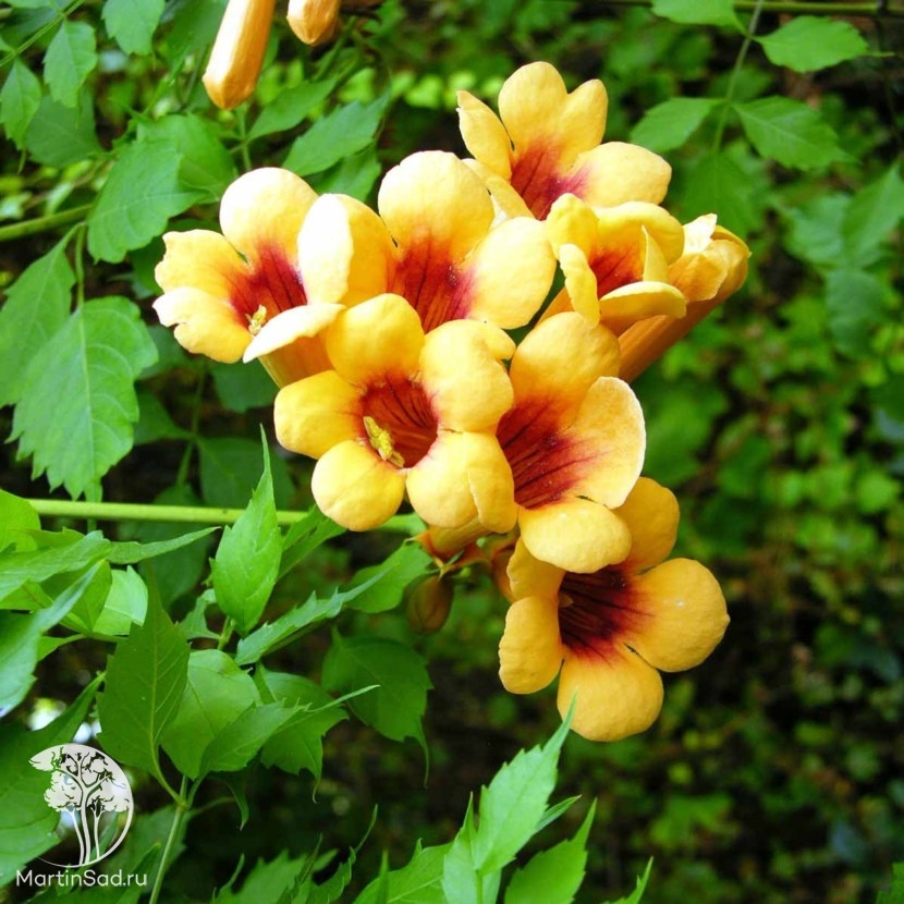 Кампсис укореняющийся Джуди