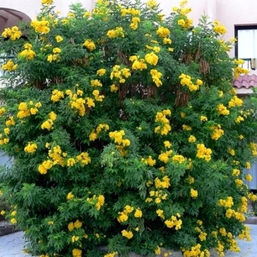 Кампсис укореняющийся Флава