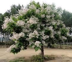 Катальпа бигнониевидная Уолтер(Catalpa bignonioides Waltrer)