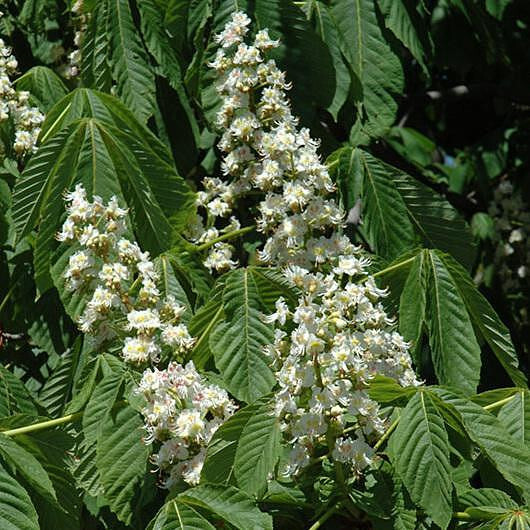 Каштан конский Фастигиата(Aesculus hippocastanum Fastigiata)