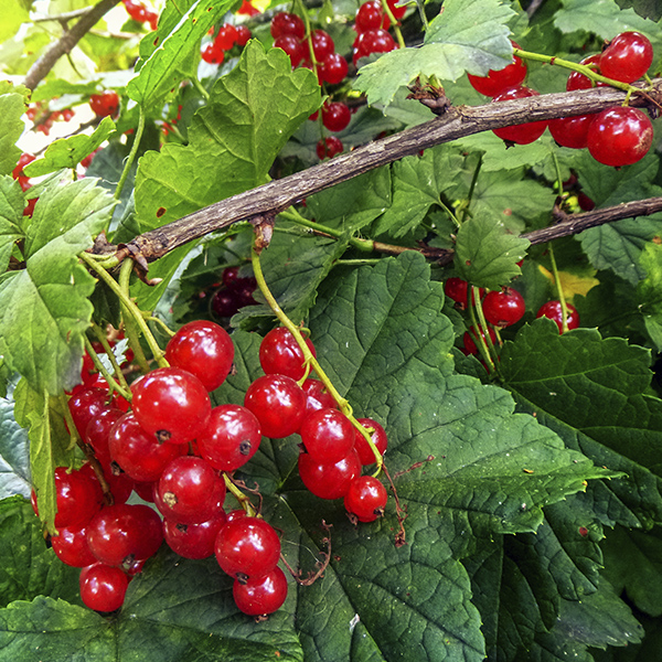 Смородина Красная Чулковская