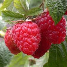 Малина Рубин Болгарский