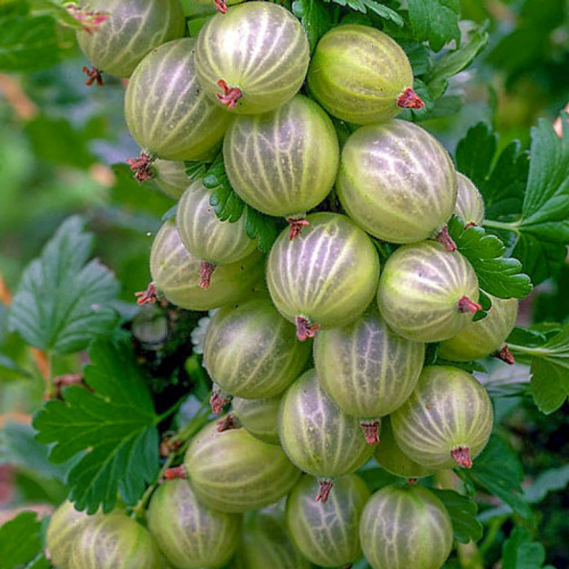 Крыжовник Триумфальный