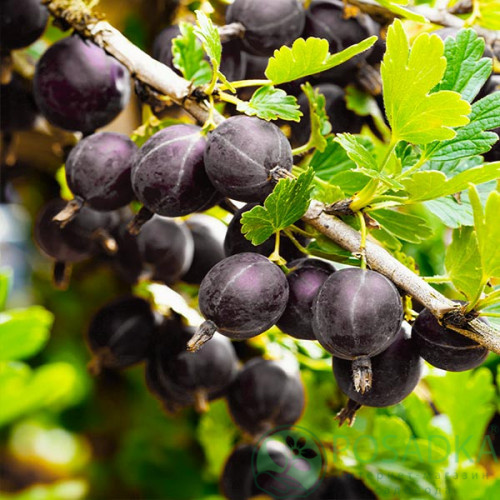 Крыжовник Черносливовый