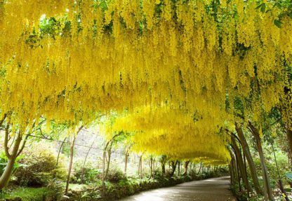 Бобовник(Золотой Дождь)